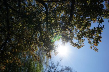 Alman parkında bir sonbahar gününde arka ışık vuruşu.