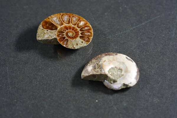 Ammonit Ist Eine Versteinerung Eines Tintenfischgeheges Hier Mit Makrolinse Studio — Stockfoto