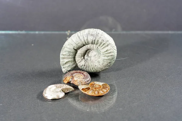 Ammonit Fossil Bläckfiskinhägnad Fotograferad Här Med Makro Lins Studio — Stockfoto