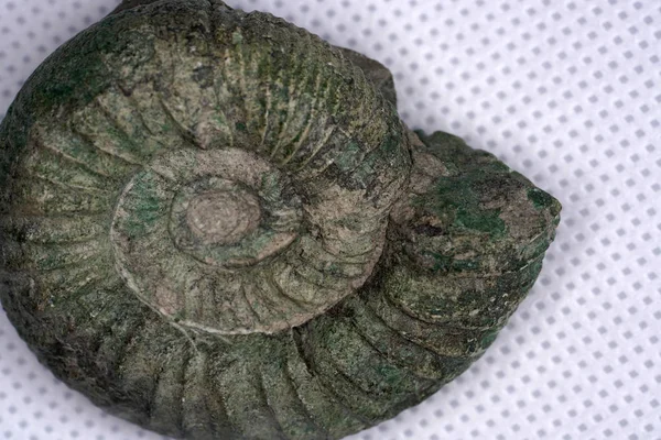Ammonite是乌贼圈闭的化石 在摄影棚用宏观镜头拍摄 — 图库照片