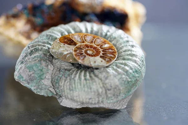 Ammonite Fossilization Squid Enclosure Photographed Here Macro Lens Studio — Stock Photo, Image