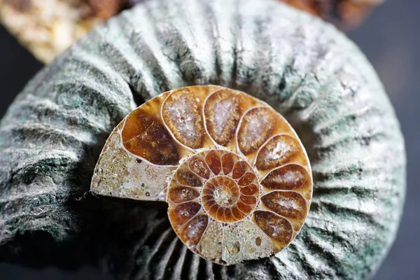 Amonita Una Fosilización Recinto Calamares Fotografiado Aquí Con Lente Macro — Foto de Stock