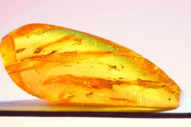 Stüdyoda kapana kısılmış böcekli Amber yakın objektifle fotoğraflandı.