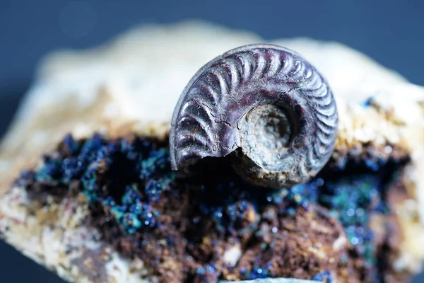 Ammonit Ist Eine Versteinerung Eines Tintenfischgeheges Fotografiert Mit Makrolinse Studio — Stockfoto