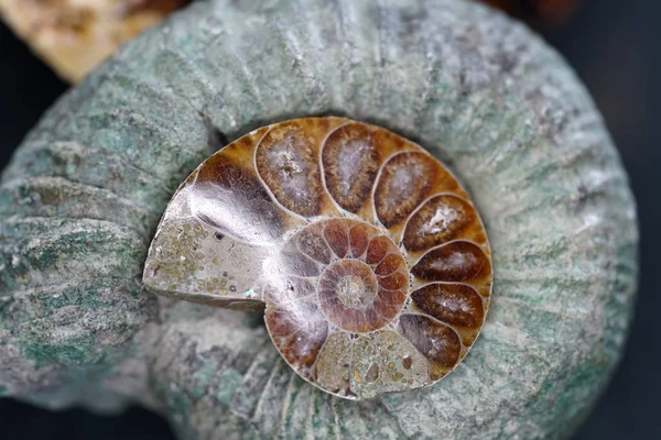 Ammonit Fossil Bläckfiskinhägnad Fotograferad Med Makro Lins Studio — Stockfoto