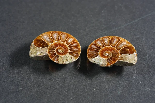 Ammonite Fossilization Squid Enclosure Photographed Macro Lens Studio — Stock Photo, Image