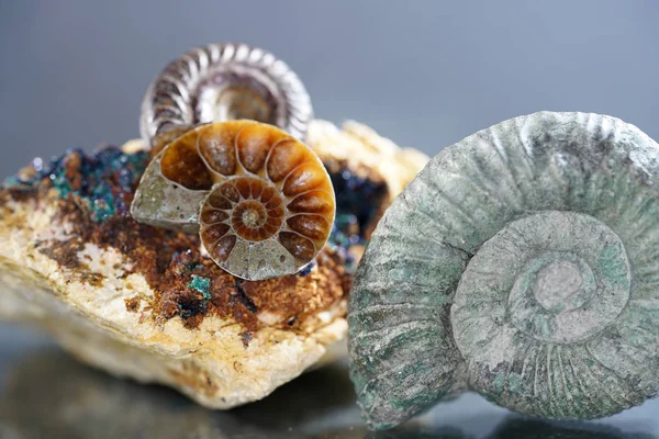 Ammonite Fossilization Squid Enclosure Photographed Macro Lens Studio — Stock Photo, Image