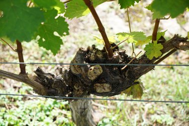 Tuna 'nın şarap yetiştiren bölgesinden gelen üzümler ayrıntılı olarak fotoğraflandı