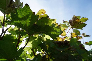 Tuna 'nın şarap yetiştiren bölgesinden gelen üzümler ayrıntılı olarak fotoğraflandı