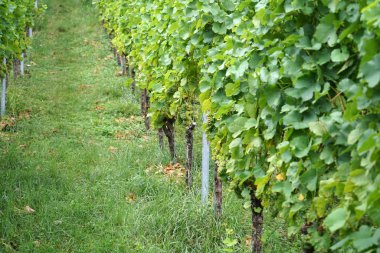 Tuna 'nın şarap yetiştiren bölgesinden gelen üzümler ayrıntılı olarak fotoğraflandı