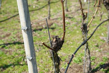 Tuna 'nın şarap yetiştiren bölgesinden gelen üzümler ayrıntılı olarak fotoğraflandı