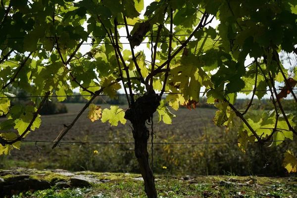 Tuna Nın Şarap Yetiştiren Bölgesinden Gelen Üzümler Ayrıntılı Olarak Fotoğraflandı — Stok fotoğraf
