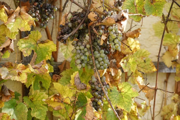 Grapes Wine Growing Region Danube Photographed Detail — Stock Photo, Image