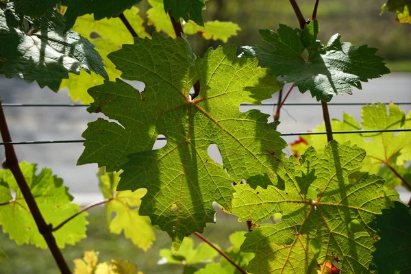 多瑙河上葡萄酒产区的葡萄被拍下的细节 — 图库照片