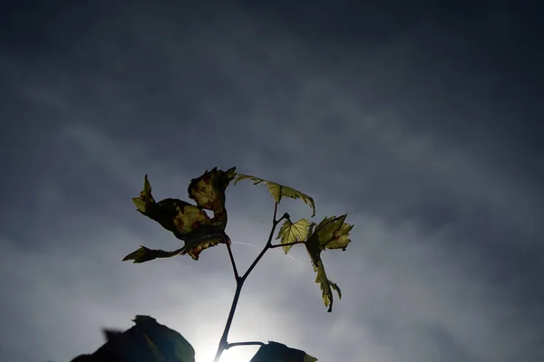 ドナウ川のブドウ栽培地域のブドウが詳細に撮影されました — ストック写真