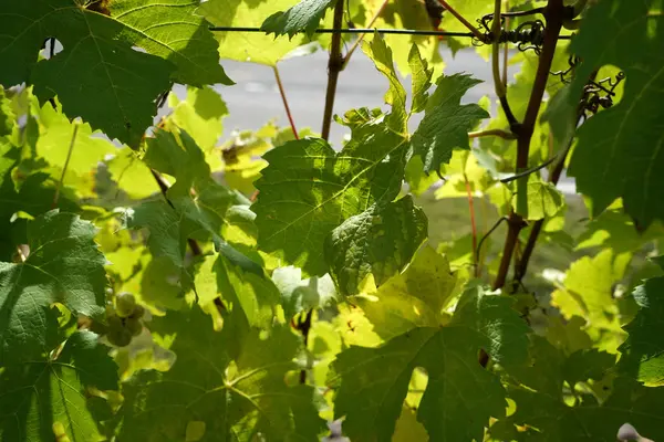 Trauben Aus Dem Weinanbaugebiet Der Donau Detail Fotografiert — Stockfoto