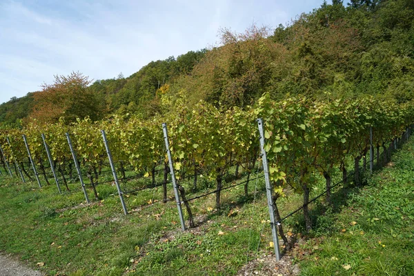 Winogrona Regionu Uprawy Winorośli Nad Dunajem Szczegółowo Sfotografowane — Zdjęcie stockowe