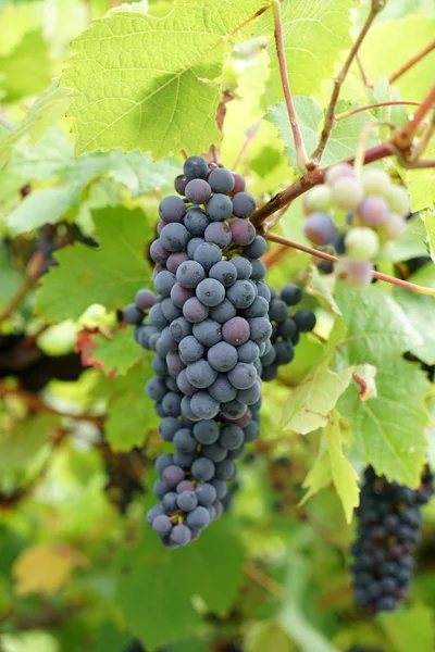 Grapes Wine Growing Region Danube Photographed Detail — Stock Photo, Image