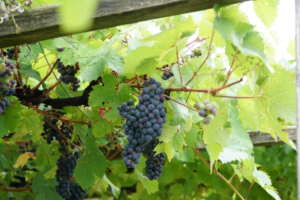 Grapes Wine Growing Region Danube Photographed Detail — Stock Photo, Image