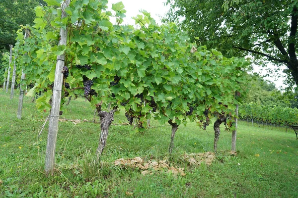 Winogrona Regionu Uprawy Winorośli Nad Dunajem Szczegółowo Sfotografowane — Zdjęcie stockowe