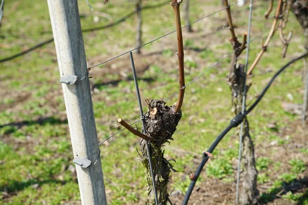 Tuna 'nın şarap yetiştiren bölgesinden gelen üzümler ayrıntılı olarak fotoğraflandı