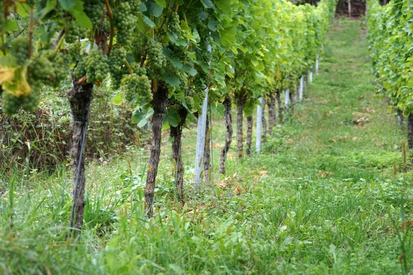 Winogrona Regionu Uprawy Winorośli Nad Dunajem Szczegółowo Sfotografowane — Zdjęcie stockowe
