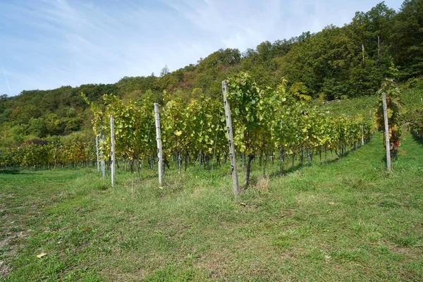 Uvas Región Vitivinícola Del Danubio Fotografiadas Detalle — Foto de Stock