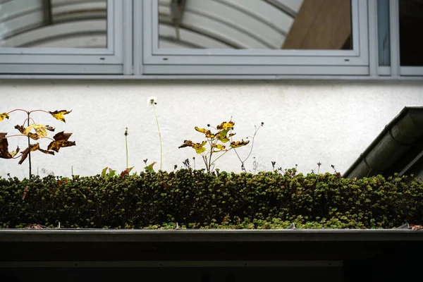 Farklı Malzemelerle Dolu Çatı Yosun Diğer Bitkilerle Kaplıdır — Stok fotoğraf