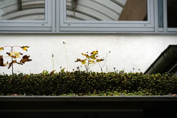 Roofing Different Materials Overgrown Moss Other Plants — Stock Photo, Image