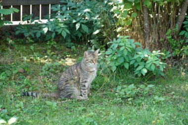 Gri kedi çimenlerde oturur ve avını ya da yaklaşan şeyi bekler.
