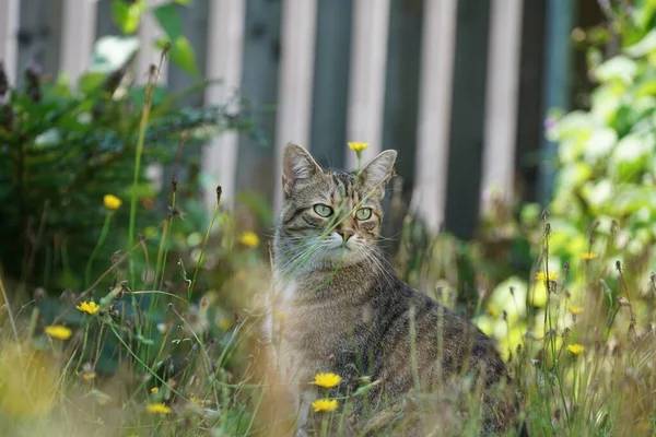 Grå Katt Sitter Gräset Och Väntar Bytet Eller Vad Som — Stockfoto