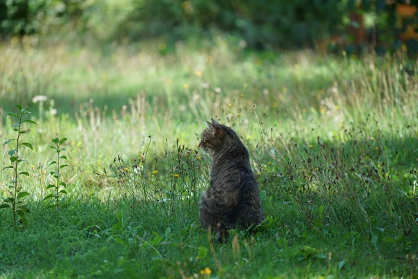 Chat Gris Assis Dans Herbe Attend Proie Qui Arrive — Photo