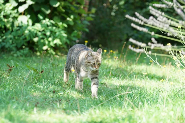 Gato Cinza Senta Grama Espera Por Presa Que Está Chegando — Fotografia de Stock