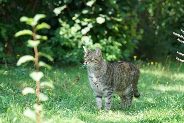 Gato Cinza Senta Grama Espera Por Presa Que Está Chegando — Fotografia de Stock