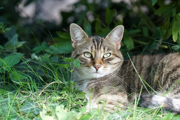 Chat Gris Assis Dans Herbe Attend Proie Qui Arrive — Photo