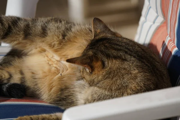 Cat Streaked Gray White Recovers Deck Chair Grooms — Stock Photo, Image