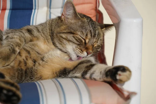 Chat Rayé Gris Blanc Récupère Dans Une Chaise Longue Les — Photo