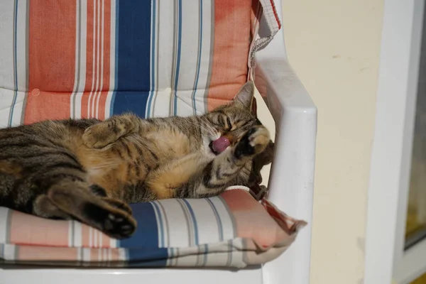 Cat Streaked Gray White Recovers Deck Chair Grooms — Stock Photo, Image