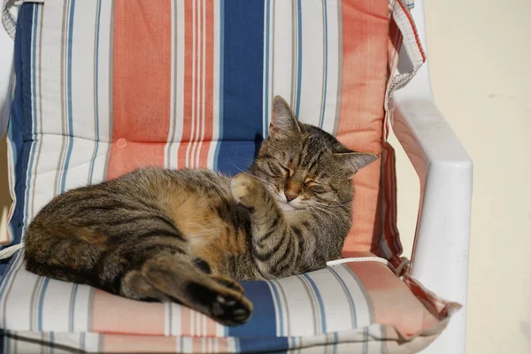 Chat Rayé Gris Blanc Récupère Dans Une Chaise Longue Les — Photo