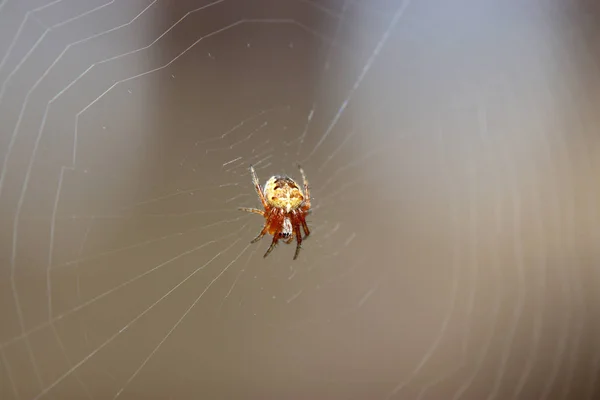 그물과 정원에서 거미와 최고의 품질에 매크로로 — 스톡 사진