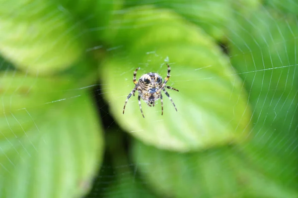 Păianjeni Grădina Din Germania Plasă Luate Macro Cea Mai Bună — Fotografie, imagine de stoc