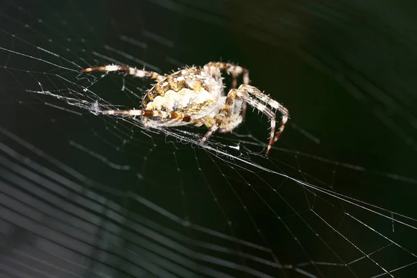 Araignées Dans Jardin Allemagne Avec Filet Pris Comme Macro Dans — Photo