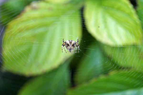 Araignées Dans Jardin Allemagne Avec Filet Pris Comme Macro Dans — Photo