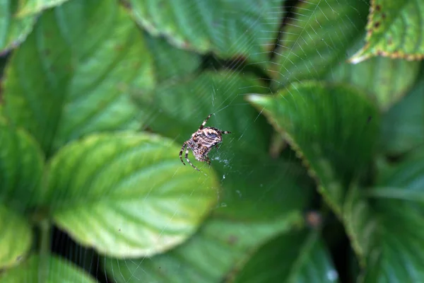 그물과 정원에서 거미와 최고의 품질에 매크로로 — 스톡 사진