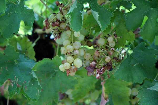 Uvas Região Vitícola Danúbio Fotografadas Detalhe — Fotografia de Stock