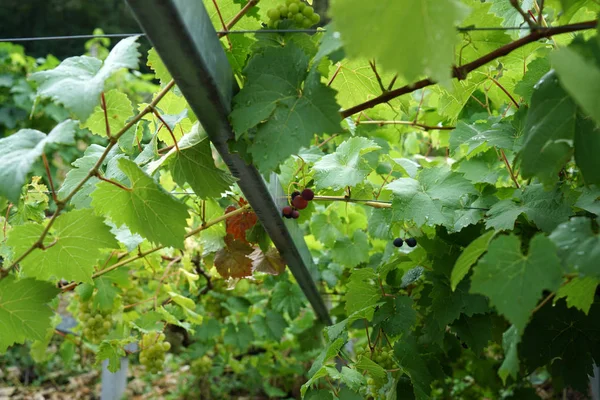 Druiven Uit Het Wijnbouwgebied Aan Donau Detail Gefotografeerd — Stockfoto