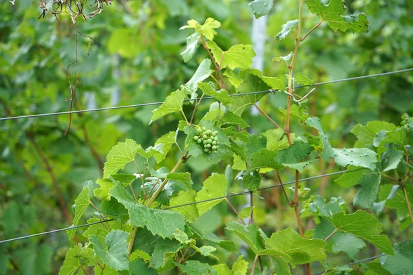 多瑙河上葡萄酒产区的葡萄被拍下的细节 — 图库照片