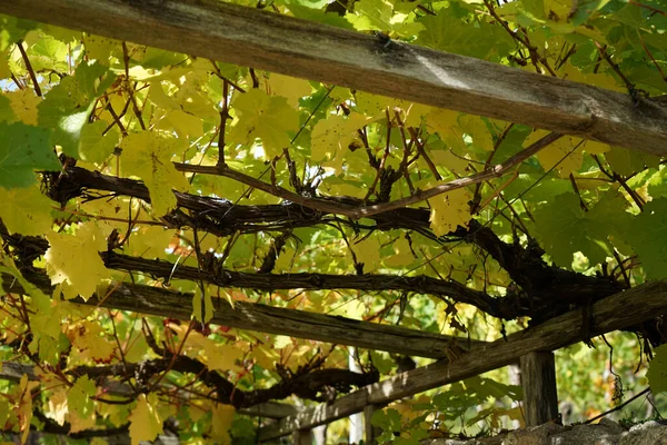 Druiven Uit Het Wijnbouwgebied Aan Donau Detail Gefotografeerd — Stockfoto