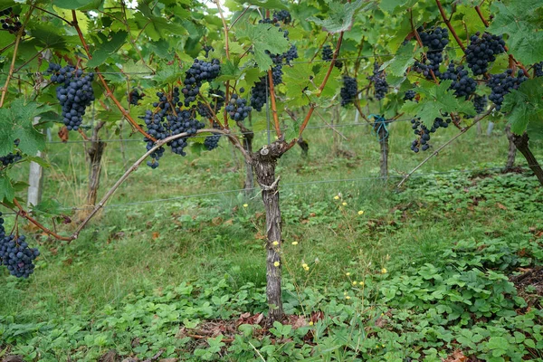 ドナウ川のブドウ栽培地域のブドウが詳細に撮影されました — ストック写真
