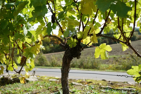 Vitigni Della Regione Vinicola Del Danubio Fotografati Dettaglio — Foto Stock